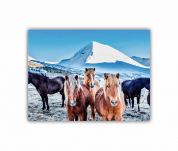 Tablou Canvas 1 piesa Cai 2 0195 80X60 cm 