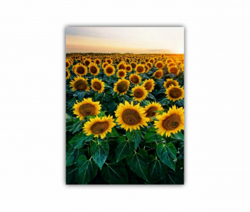Tablou Canvas 1 piesa Camp de floarea soarelui 2 0072 60X80 cm 