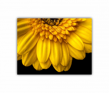 Tablou Canvas 1 piesa Camp de floarea soarelui 3 0073 80X60 cm 