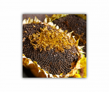 Tablou Canvas 1 piesa Camp de floarea soarelui 5 0075 30X30 cm 