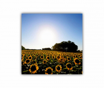 Tablou Canvas 1 piesa Camp de floarea soarelui 6 0076 30X30 cm 