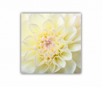 Tablou Canvas 1 piesa Crizantema 0290 30X30 cm 