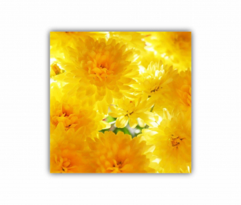 Tablou Canvas 1 piesa Crizantema 0302 30X30 cm 