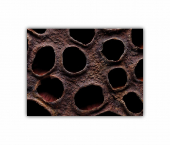 Tablou Canvas 1 piesa Floare de lotus uscata 0282 40X30 cm 