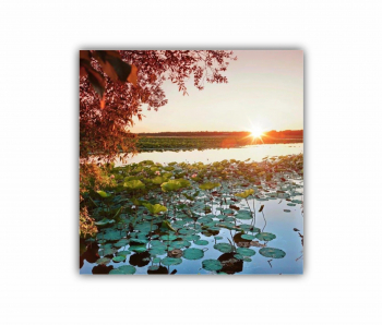 Tablou Canvas 1 piesa Floarea de lotus 0276 40X40 cm 