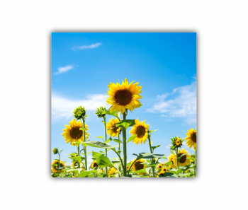 Tablou Canvas 1 piesa Floarea soarelui 4 0081 100X100 cm 