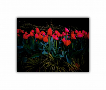 Tablou Canvas 1 piesa Lalele 2 0187 40X30 cm 