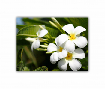 Tablou Canvas 1 piesa Plumeria 1 0068 80X60 cm 