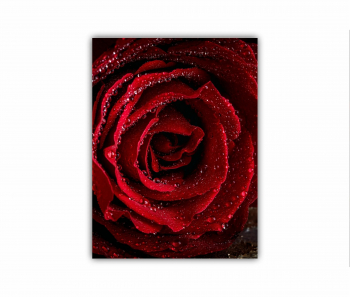 Tablou Canvas 1 piesa Trandafir de aur 2 0186 60X80 cm 