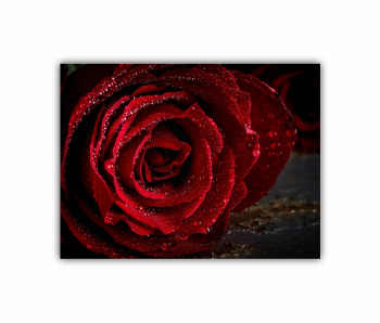 Tablou Canvas 1 piesa Trandafir de aur 2 0186 80X60 cm 