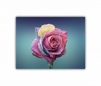 Tablou Canvas 1 piesa Trandafir roz 0264 120X90 cm 