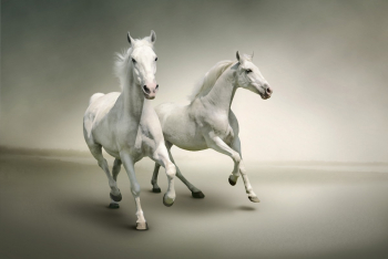 Fototapet Cai albi in galop 300 x 200 