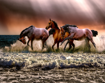 Fototapet Cai maro in galop 300 x 200 