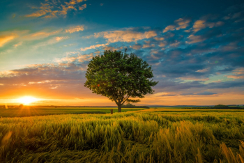 Fototapet de perete autoadeziv si lavabil Natura179 Pom in lan de grau 250 x 150 cm 
