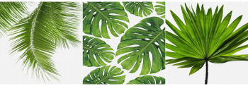 Set 3 tablouri canvas Plante verzi 30 x 30 cm 