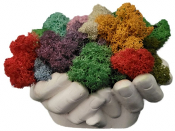 Aranjament Licheni Ghiveci Decorativ Multicolor M13 