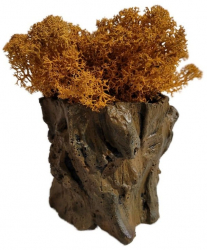 Aranjament Licheni Ghiveci Decorativ Orange M10 