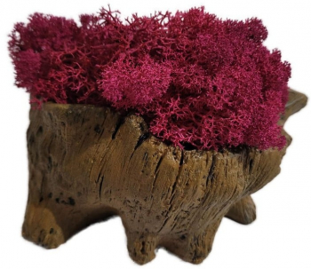 Aranjament Licheni Ghiveci Decorativ Rosu M6 