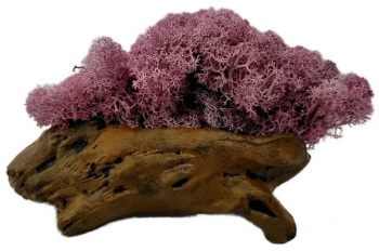 Aranjament Licheni Ghiveci Decorativ Roz M9 