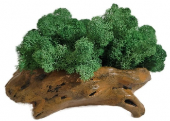 Aranjament Licheni Ghiveci Decorativ Verde M9 