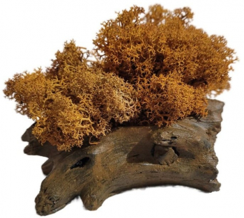 Aranjament Licheni Ghiveci Decorativ Orange M8 