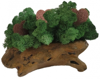 Aranjament Licheni Ghiveci Decorativ Verde Inimioare M9 