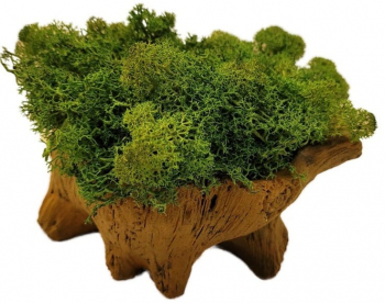 Aranjament Licheni Ghiveci Decorativ Verde M6 