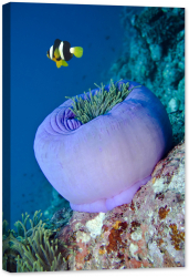 Tablou canvas luminescent luminos in intuneric GlowforHome Dualv-View rama lemn fosforescent Damselfish si Anemona de mare 60 cm x 40 