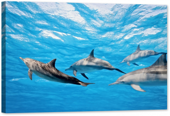 Tablou canvas luminescent luminos in intuneric GlowforHome Dualv-View rama lemn fosforescent Delfinii in mare 60 cm x 40 cm 
