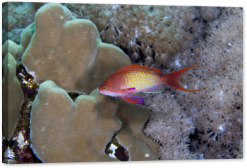 Tablou canvas luminescent luminos in intuneric GlowforHome Dualv-View rama lemn fosforescent Lyretail Anthias in Marea Rosie 90 cm x 