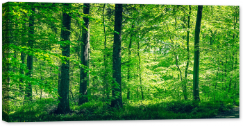 Tablou canvas luminescent luminos in intuneric GlowforHome Dualv-View rama lemn fosforescent Padurea Primavara 80 cm x 40 cm 