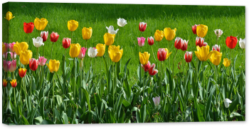 Tablou canvas luminescent luminos in intuneric GlowforHome Dualv-View rama lemn fosforescent Panorama Florala cu lalele 80 cm x 40 cm 
