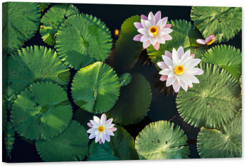 Tablou luminos in intuneric GlowforHome Floare de lotus si frunze in iaz 90 cm x 60 cm 