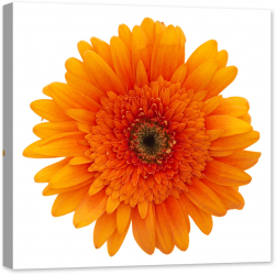 Tablou luminos in intuneric GlowforHome Floare de Margareta Portocalie 60 cm x 60 cm 