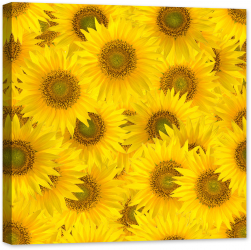 Tablou luminos in intuneric GlowforHome Flori de floarea-soarelui mari si stralucitoare 60 cm x 60 cm 