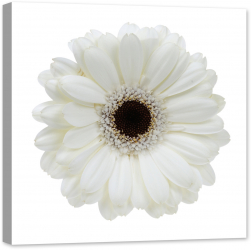 Tablou luminos in intuneric GlowforHome Frumoasa Gerbera Alba 80 cm x 80 cm 