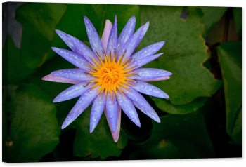 Tablou luminos in intuneric GlowforHome Frunze si lotus violet 60 cm x 40 cm 