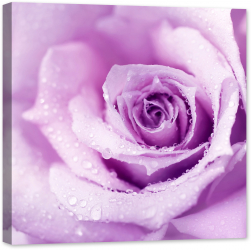 Tablou luminos in intuneric GlowforHome Fundal de trandafir umed violet cu picaturi roua 80 cm x 80 cm 