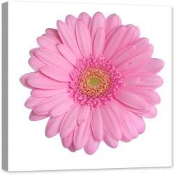Tablou luminos in intuneric GlowforHome Gerbera Roz pe fundal alb 60 cm x 60 cm 