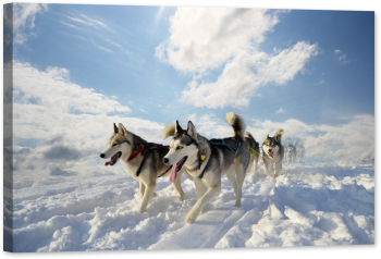 Tablou luminos in intuneric GlowforHome Husky siberian de rasa de caine de sanie 90 cm x 60 cm 