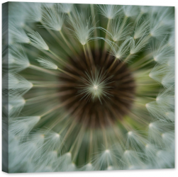 Tablou luminos in intuneric GlowforHome Imaginea unor seminte de papadie centrata macro 60 cm x 60 cm 