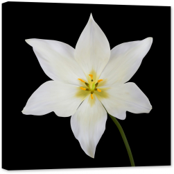 Tablou luminos in intuneric GlowforHome Lalea alba pe fundal negru 60 cm x 60 cm 