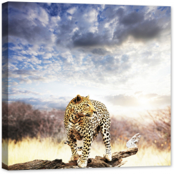 Tablou luminos in intuneric GlowforHome Leopard African la Apus 60 cm x 60 cm 
