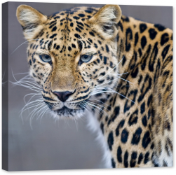 Tablou luminos in intuneric GlowforHome Leopard in prim plan 60 cm x 60 cm 