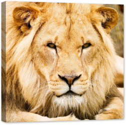 Tablou luminos in intuneric GlowforHome Leul african 60 cm x 60 cm 