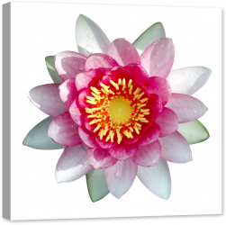 Tablou luminos in intuneric GlowforHome Lotus izolat cu picaturi de apa 60 cm x 60 cm 