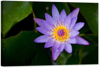 Tablou luminos in intuneric GlowforHome Lotus purpuriu 120 cm x 80 cm 