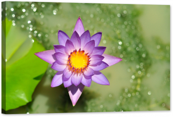 Tablou luminos in intuneric GlowforHome Lotus violet 120 cm x 80 cm 