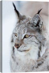 Tablou luminos in intuneric GlowforHome Lynx in timpul iernii 90 cm x 60 cm