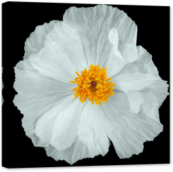 Tablou luminos in intuneric GlowforHome Mac alb pe fundal negru 60 cm x 60 cm 
